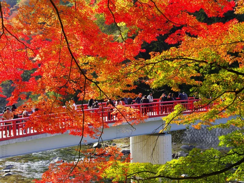 宗 イベコレ 2023 autumn Autumn Awaits at Korankei's Maple Festival