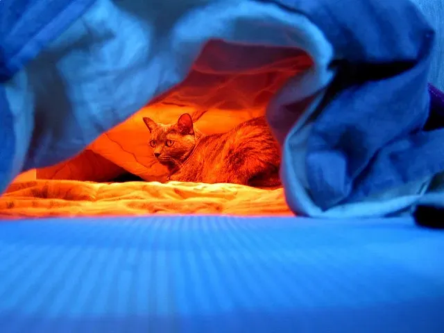 Keeping Warm in Japan: A Slightly Desperate Survival Guide