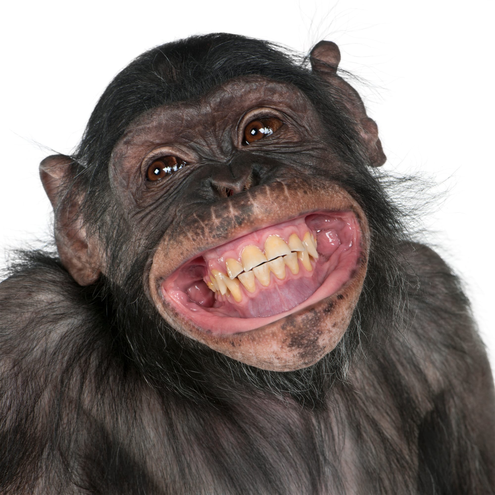 "Let's English!" School Transforms Teaching with Chatty Chimp and ChatGPT