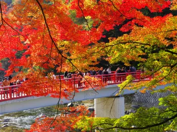 Autumn Awaits at Korankei's Maple Festival 2025