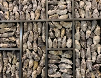 Oyster Season in Nagoya